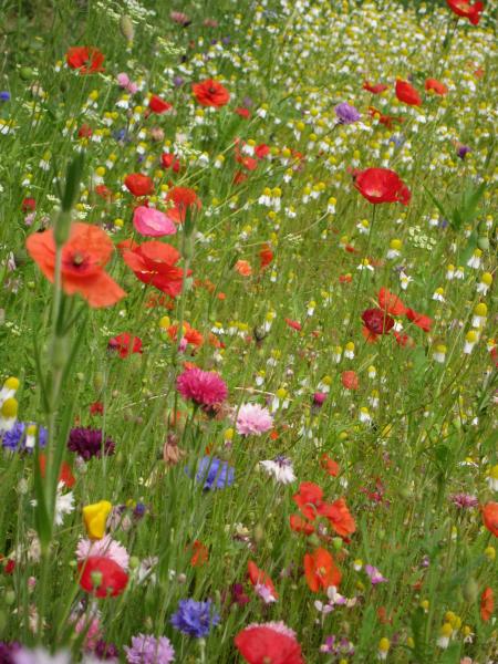 Jacquie Gordon Garden Design Gallery Wf40 Wildflower Meadow Interesting Wildflower Garden Design Gallery Jacquie Gordon Garden Design Gallery Wf40 Wildflower Meadow Interesting Wildflower Garden Design Gallery