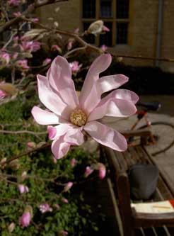 Magnolia Leonard Messel