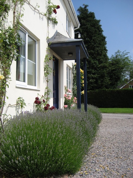 The front door framed by mass planting of lavender