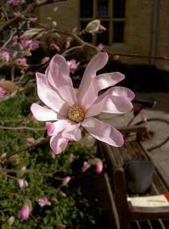 Magnolia Leonard Messel