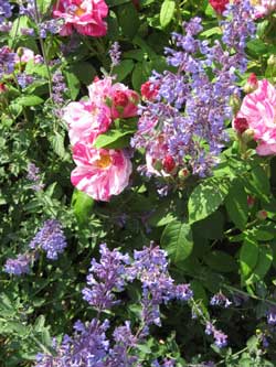 Hydrangea quercifolia