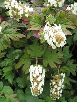 Hydrangea quercifolia